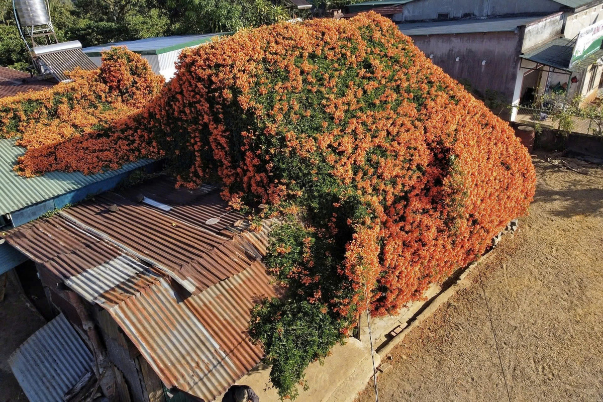Dàn hoa xác pháo mọc quanh ngôi nhà cấp 4. Ảnh Sam Sam