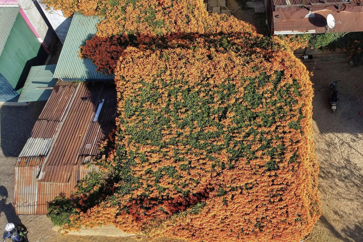 Thời gian hoa nở chỉ kéo dài đến khoảng giữa tháng 2. Tháng 3, cây sẽ ra một đợt hoa nữa nhưng hoa tàn sau khoảng một tháng. Ảnh Internet