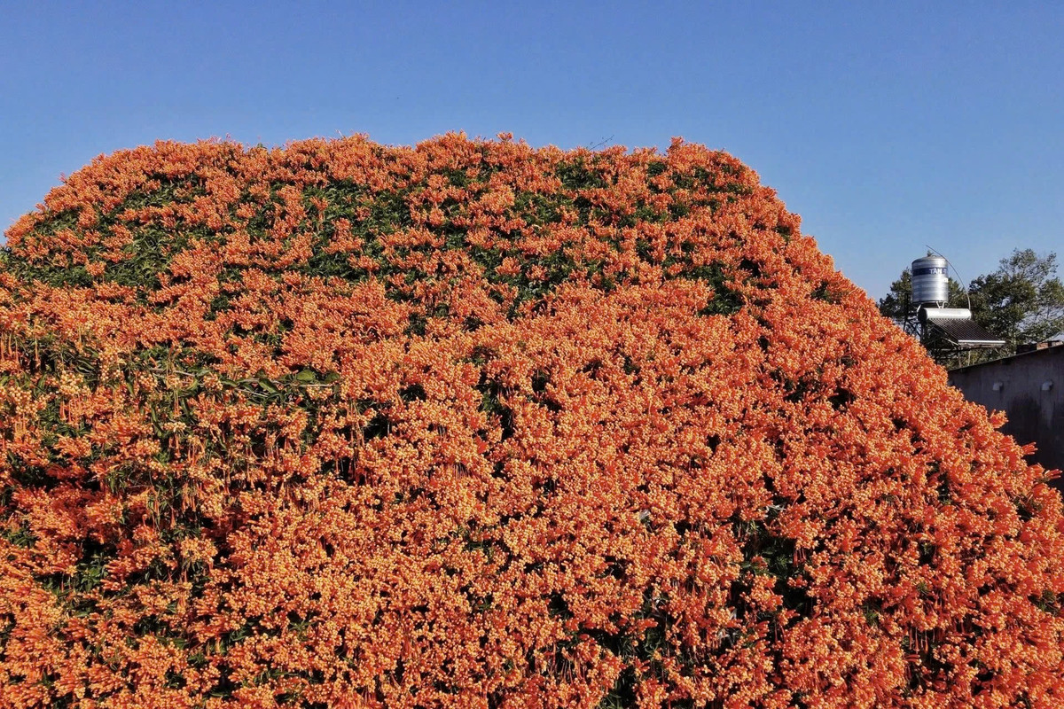 Thời điểm chụp ảnh lý tưởng nhất từ 8h tới 17h hàng ngày. Thời gian này thời tiết ở Lộc An khá dễ chịu với nắng dịu nhẹ, phù hợp với việc vãn cảnh và chụp hình. Ảnh Sam Sam