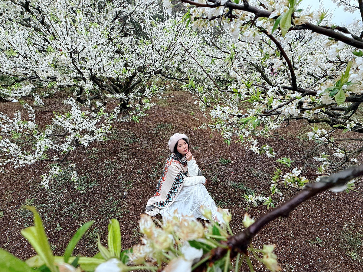 Len Moc Chau ngam hoa man, chon tour dai hay ngan ngay?