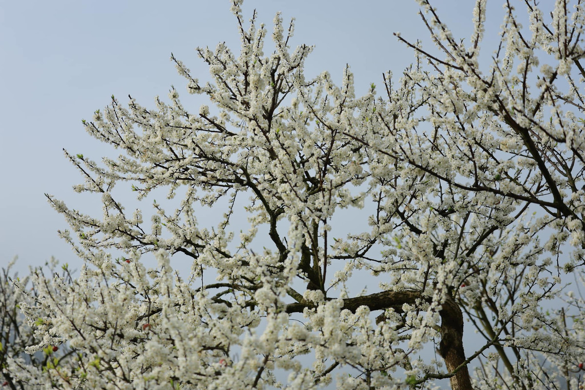 Khác với nhiều loài hoa của núi rừng Tây Bắc, hoa mận khoác lên mình màu trắng tinh khôi của núi rừng. Cánh hoa mỏng manh tỏa ra hương thơm nhẹ nhàng dễ chịu, cuốn hút du khách. Ảnh Internet