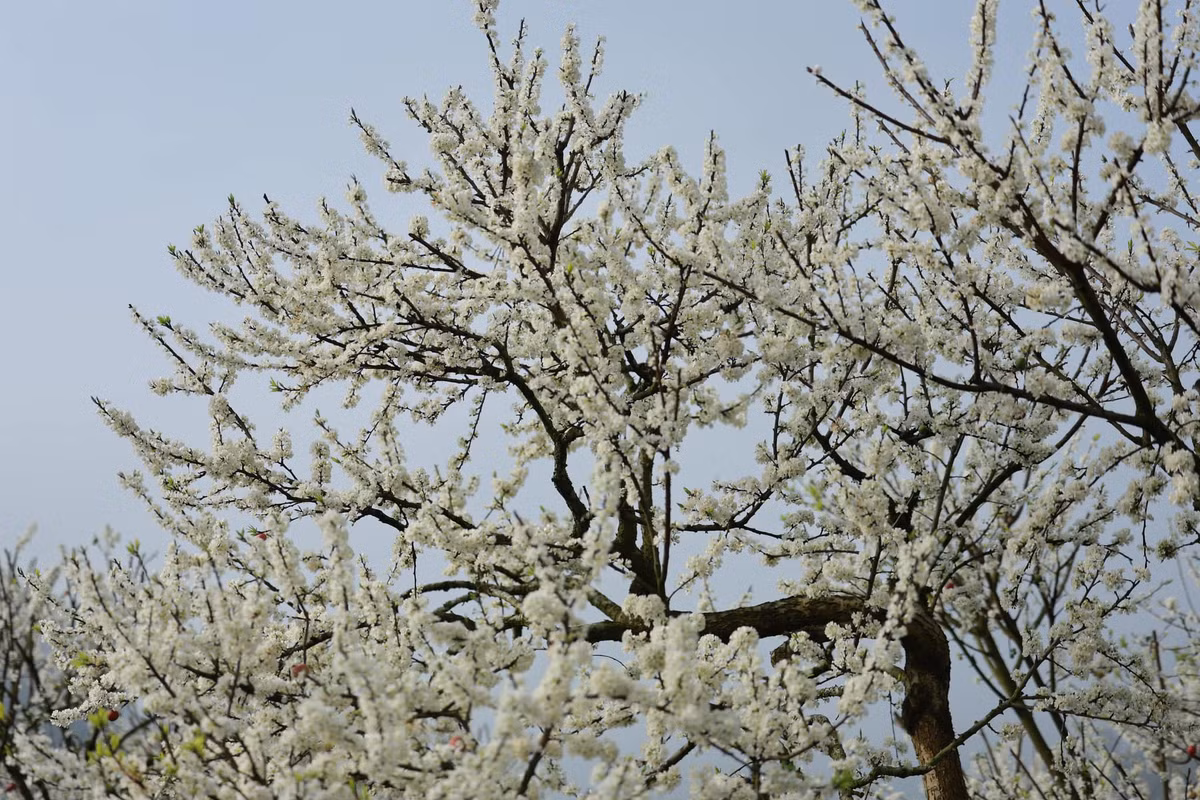 Khác với nhiều loài hoa của núi rừng Tây Bắc, hoa mận khoác lên mình màu trắng tinh khôi của núi rừng. Cánh hoa mỏng manh tỏa ra hương thơm nhẹ nhàng dễ chịu, cuốn hút du khách. Ảnh Internet