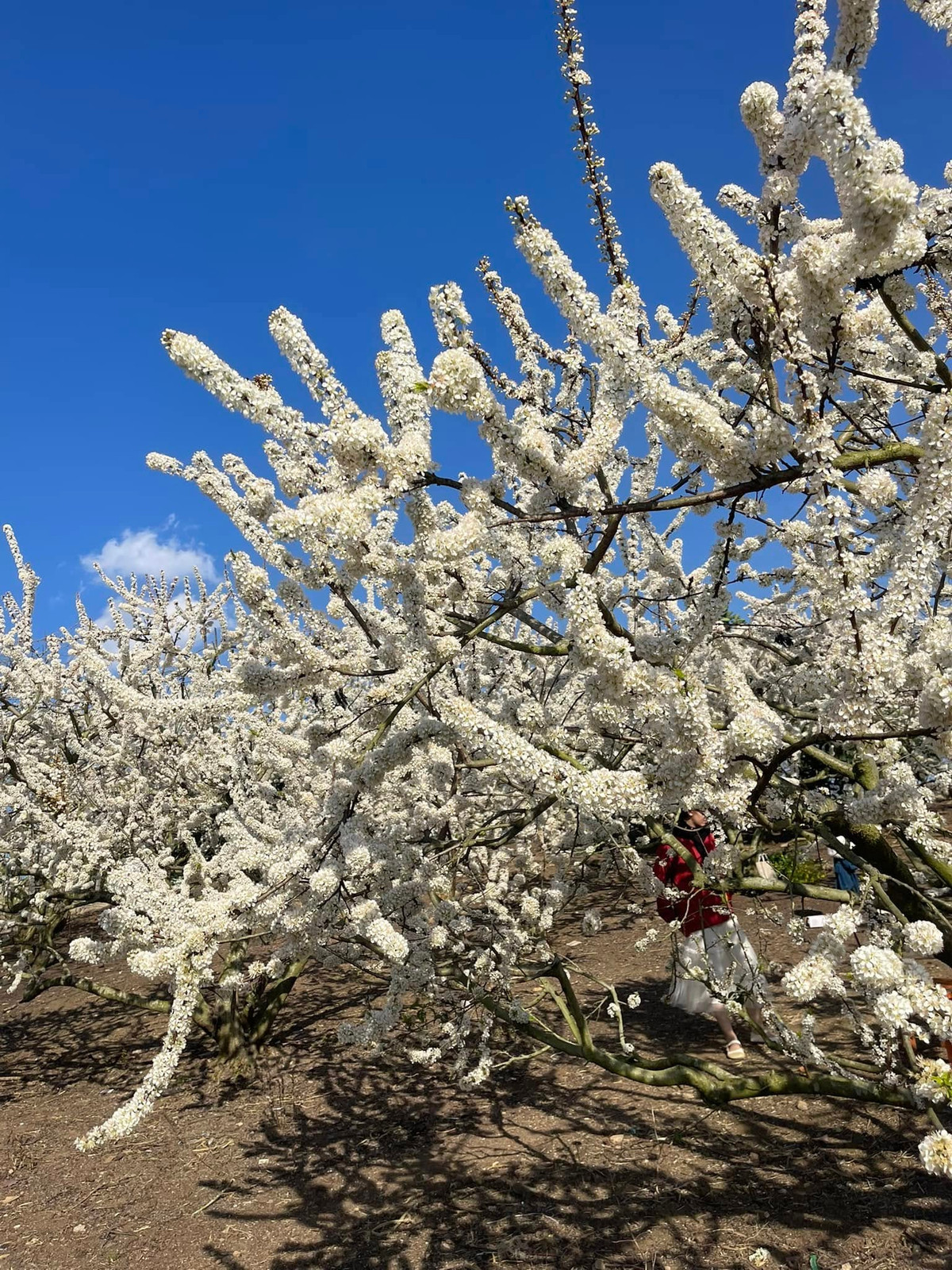 Từng chùm hoa nhỏ li ti trắng muốt nối tiếp nhau nở rộ, phủ kín những sườn đồi, thung lũng. Nhìn từ xa, những rừng hoa mận ở Mộc Châu như được khoác tấm áo voan trắng mỏng manh. Ảnh Internet