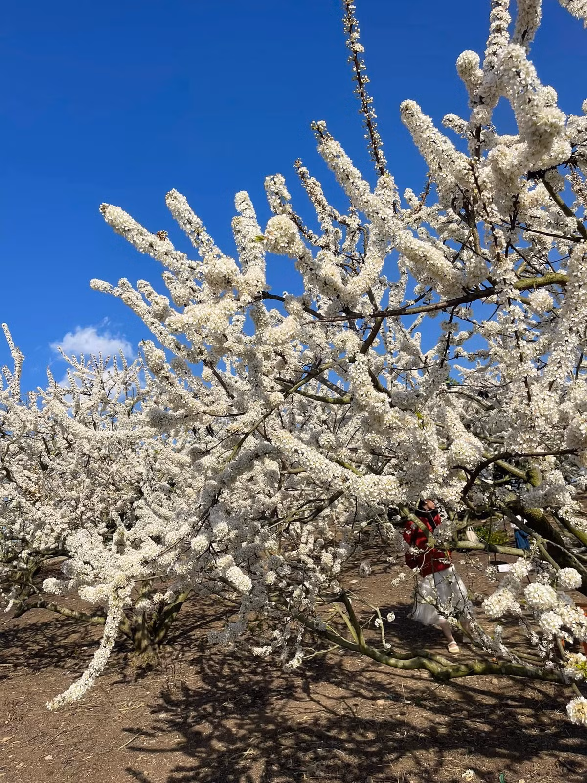 Từng chùm hoa nhỏ li ti trắng muốt nối tiếp nhau nở rộ, phủ kín những sườn đồi, thung lũng. Nhìn từ xa, những rừng hoa mận ở Mộc Châu như được khoác tấm áo voan trắng mỏng manh. Ảnh Internet