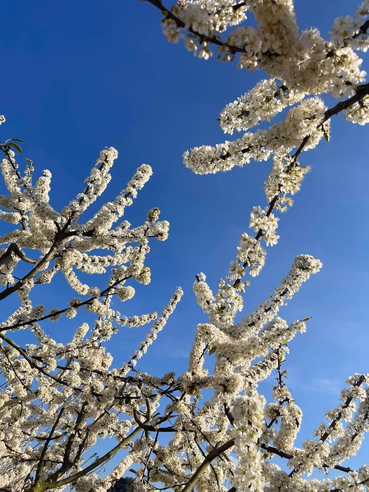 Hoa mận thường nở thành chùm dày, những cánh hoa mỏng ôm trọn lấy nhụy vàng và thường nở rộ trong khoảng từ 2 đến 3 tuần rồi tàn. Chỉ cần một cơn gió nhẹ lay cũng dễ cuốn theo những cánh hoa mong manh bay vào không trung và để thay vào đó là những quả mận non xinh xắn. Thế nên, hoa mận thường được ví như những thiếu nữ Tây Bắc đang ở độ xuân sắc, mong manh, nhẹ nhàng nhưng khó chạm đến... Ảnh Fb Mai Huong