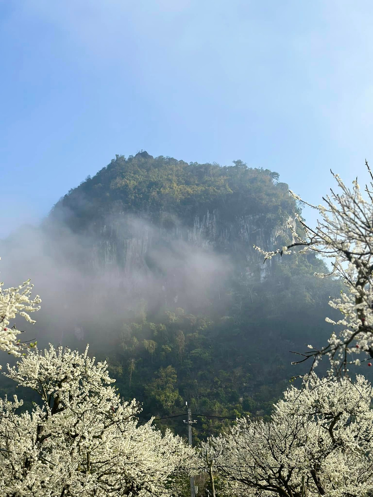 Vẻ đẹp tuyệt vời của những bông hoa mận trắng muốt dường như càng làm tình yêu của các cặp đôi đến đây du xuân thêm phần lãng mạn giữa khung cảnh núi rừng Tây Bắc. Ảnh FB Ngoc Han