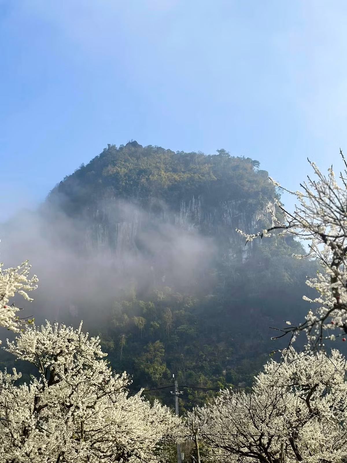 Vẻ đẹp tuyệt vời của những bông hoa mận trắng muốt dường như càng làm tình yêu của các cặp đôi đến đây du xuân thêm phần lãng mạn giữa khung cảnh núi rừng Tây Bắc. Ảnh FB Ngoc Han
