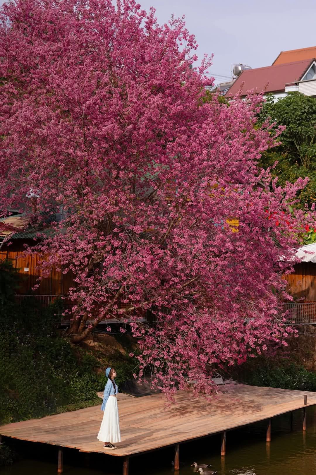 Nếu như mùa đông, hoa dã quỳ phủ vàng Đà Lạt, đến mùa xuân, hoa mai anh đào lại khoác lên thành phố này một vẻ mộng mơ, trữ tình. Còn mùa hè có hoa phượng tím lãng mạn. Ảnh Sam Sam