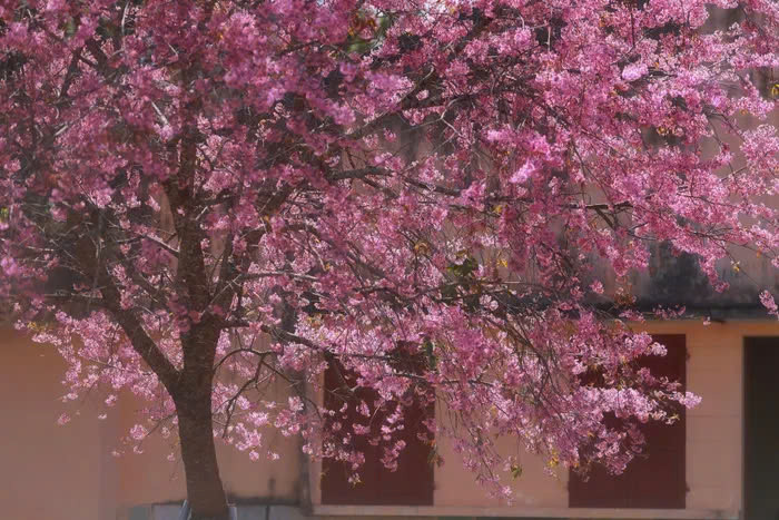 Hàng năm cứ đến mùa xuân là hoa mai anh đào lại nở rộ, thu hút một lượng lớn du khách đến tham quan, ngắm hoa. Đó cũng là lý do hoa mai anh đào còn được mệnh danh là loài hoa mùa xuân của Đà Lạt. Ảnh Internet