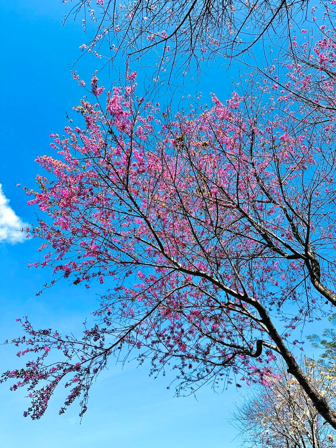 Vào khoảng đầu tháng 10, cây mai anh đào sẽ rụng lá dần, chỉ còn cành nhánh khẳng khiu để ngủ đông. Ảnh Sam Sam