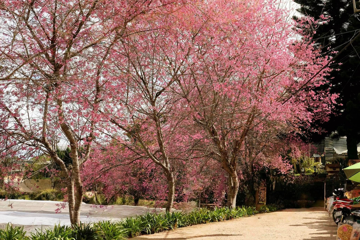 Du khách nên đến chụp ảnh hoa mai anh đào vào lúc đầu sáng (7h - 9h) hoặc trước lúc hoàng hôn (14h - 16h), vì Đà Lạt có sương, nên chụp vào hai thời điểm này sẽ đẹp nhất. Ảnh Thanh Viet