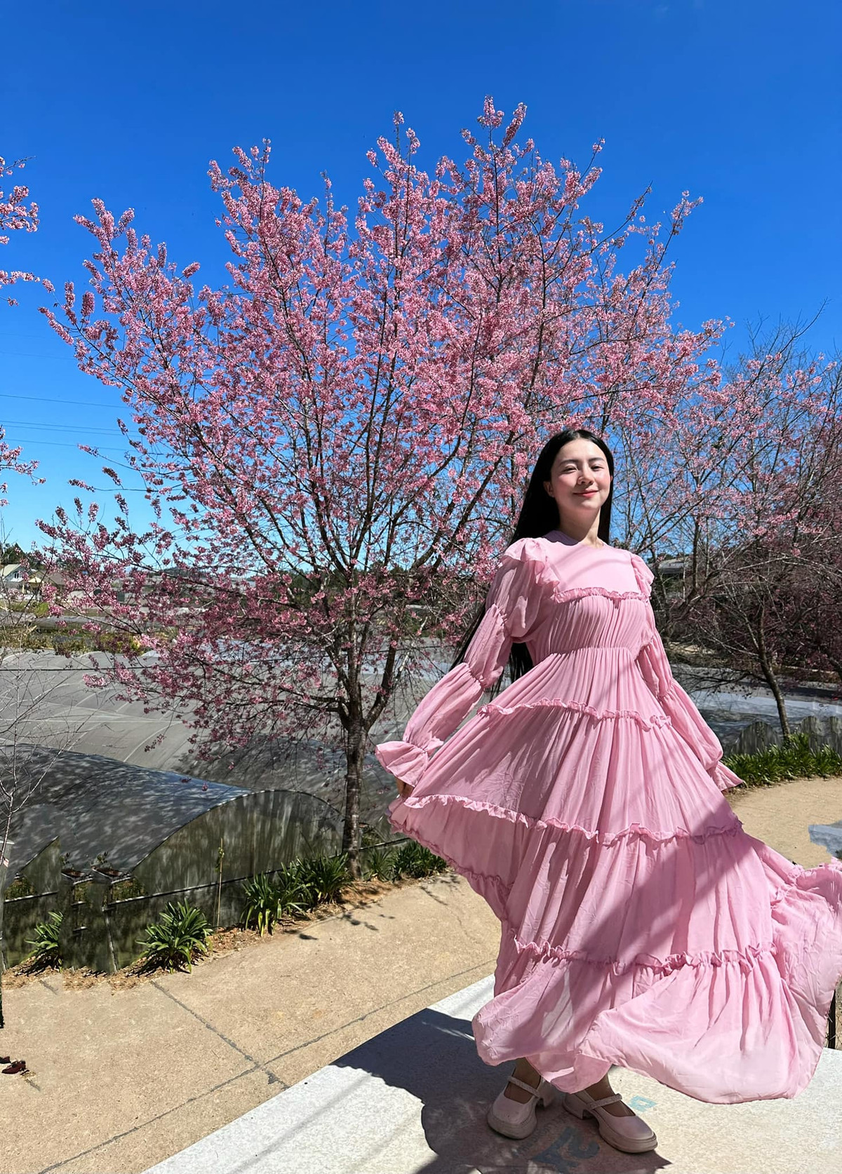  Hoa mai anh đào ở Đà Lạt nở rộ vào khoảng từ tháng 1 đến tháng 3, nhưng theo kinh nghiệm của nhiều người, thời điểm hoa nở đẹp nhất là từ giữa tháng 2 đến đầu tháng 3. Ảnh Võ Như Quỳnh