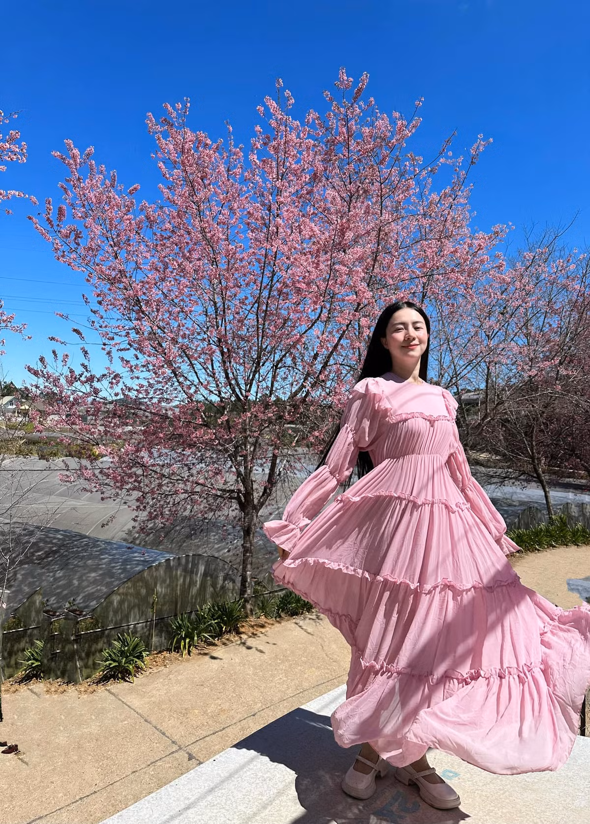  Hoa mai anh đào ở Đà Lạt nở rộ vào khoảng từ tháng 1 đến tháng 3, nhưng theo kinh nghiệm của nhiều người, thời điểm hoa nở đẹp nhất là từ giữa tháng 2 đến đầu tháng 3. Ảnh Võ Như Quỳnh