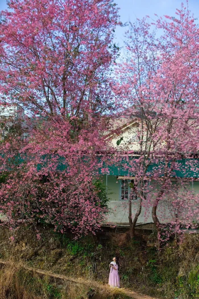 Tuy nhiên, thời điểm hoa nở có thể thay đổi tùy thuộc vào điều kiện thời tiết hàng năm. Nếu thời tiết ấm áp, hoa có thể nở sớm hơn, trong khi đó, những năm có mùa đông kéo dài và lạnh hơn, hoa sẽ nở muộn. Ảnh Internet