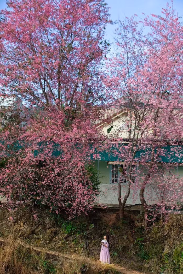 Tuy nhiên, thời điểm hoa nở có thể thay đổi tùy thuộc vào điều kiện thời tiết hàng năm. Nếu thời tiết ấm áp, hoa có thể nở sớm hơn, trong khi đó, những năm có mùa đông kéo dài và lạnh hơn, hoa sẽ nở muộn. Ảnh Internet