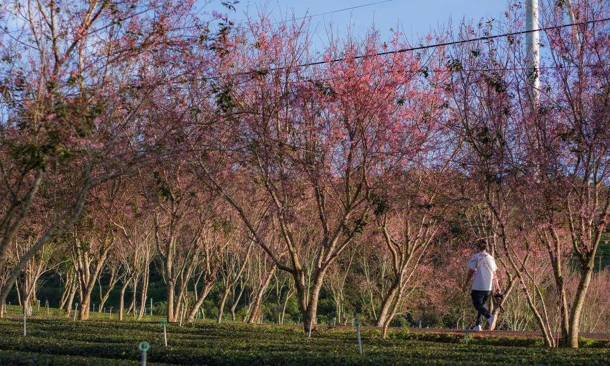 Có nhiều địa điểm ngắm hoa mai anh đào Đà Lạt đẹp như: Hồ Xuân Hương, Đường Trần Hưng Đạo, Dốc Đa Quý, Đồi chè Cầu Đất, Rừng mai anh đào ở hồ Tuyền Lâm. Ảnh Thanh Viet