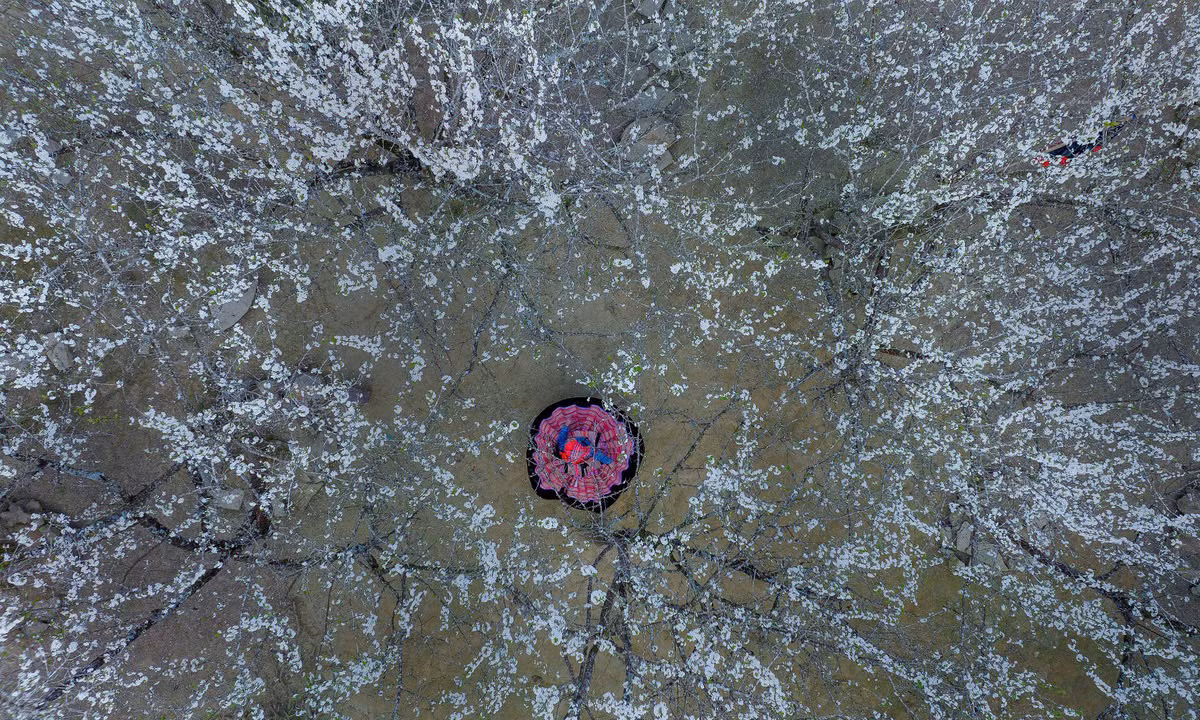 Cứ mỗi dịp xuân về, trên khắp các thung lũng, các bản làng lưng chừng đồi của cao nguyên Bắc Hà, cách trung tâm thành phố Lào Cai (tỉnh Lào Cai) khoảng 70 km, những rừng hoa mận trắng muốt đồng loạt bung nở tạo nên một khung cảnh thơ mộng, tựa như bức tranh cổ tích giữa đại ngàn núi rừng Tây Bắc. Ảnh Nguyễn Văn Giới