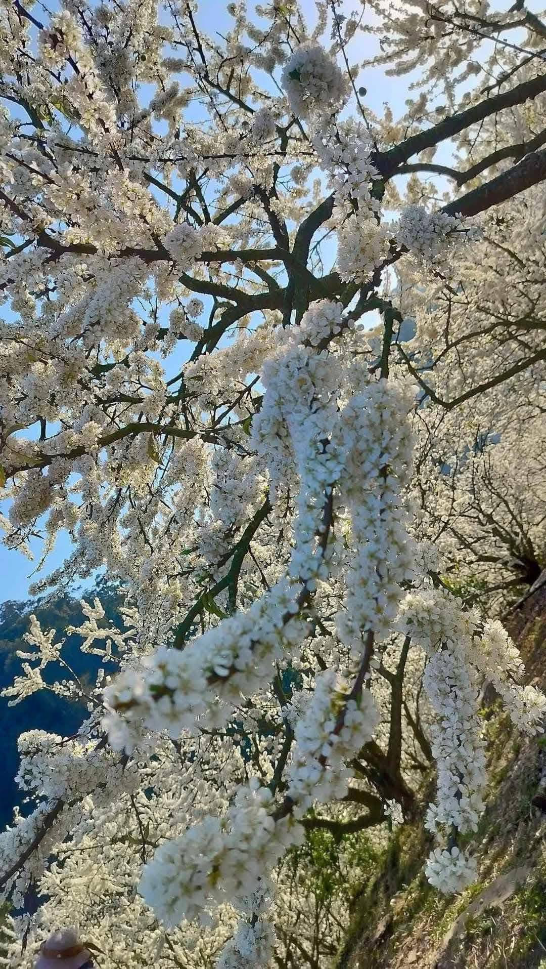 Thế nhưng vẻ đẹp ấy cứ vấn vương mãi trong tâm trí du khách. Ảnh Internet