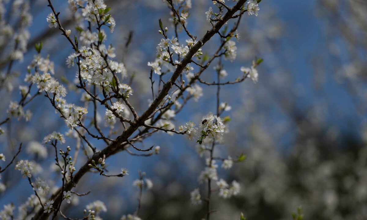 Mùa hoa mận Bắc Hà không rực rỡ như hoa đào, cũng không kiêu sa như hoa ban mà mang nét dịu dàng, thuần khiết đặc trưng. Ảnh Internet