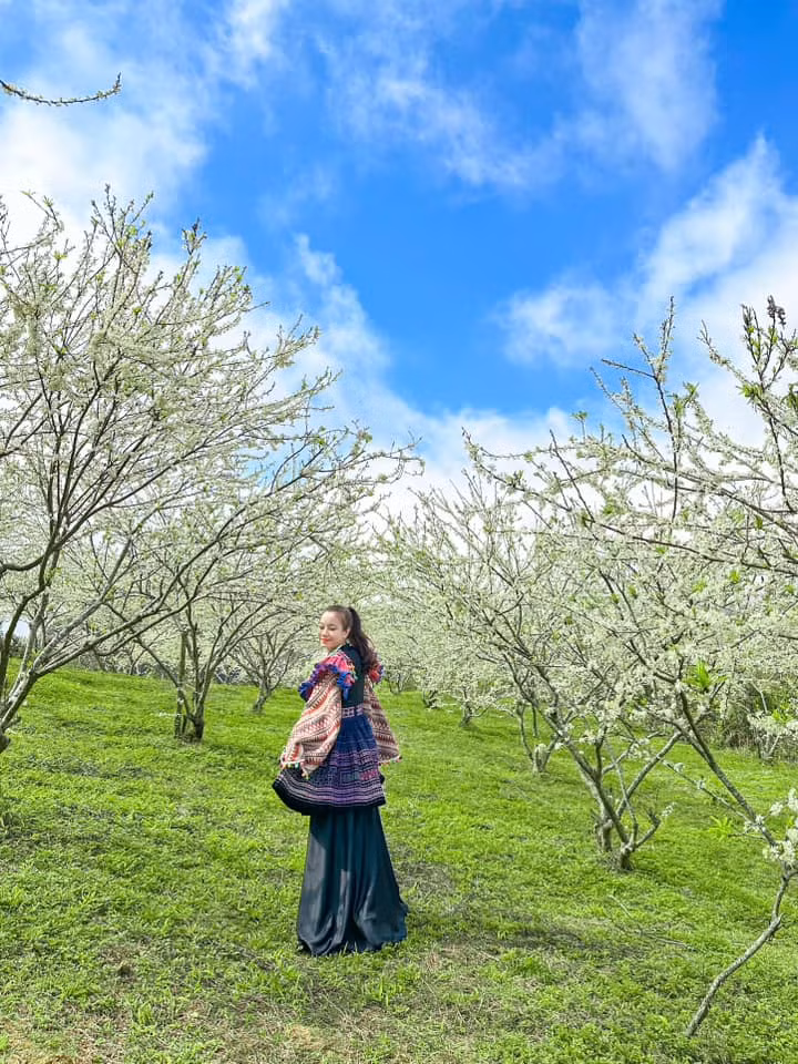 Hoa mận đẹp nhưng cũng chóng tàn. Mùa hoa chỉ kéo dài gần 1 tháng. Ảnh Lagom