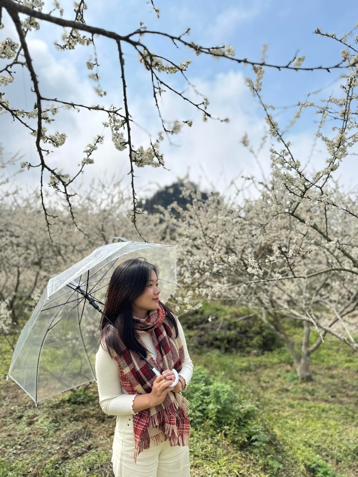 Chọn cao nguyên Bắc Hà là điểm đến du xuân, du khách có thể ghé các xã gần thị trấn để ngắm hoa mận như: Bản Phố, Na Hối, Thải Giàng Phố…, hoặc xa hơn một chút là xã Tả Van Chư, cách thị trấn 15 km. Ảnh Internet