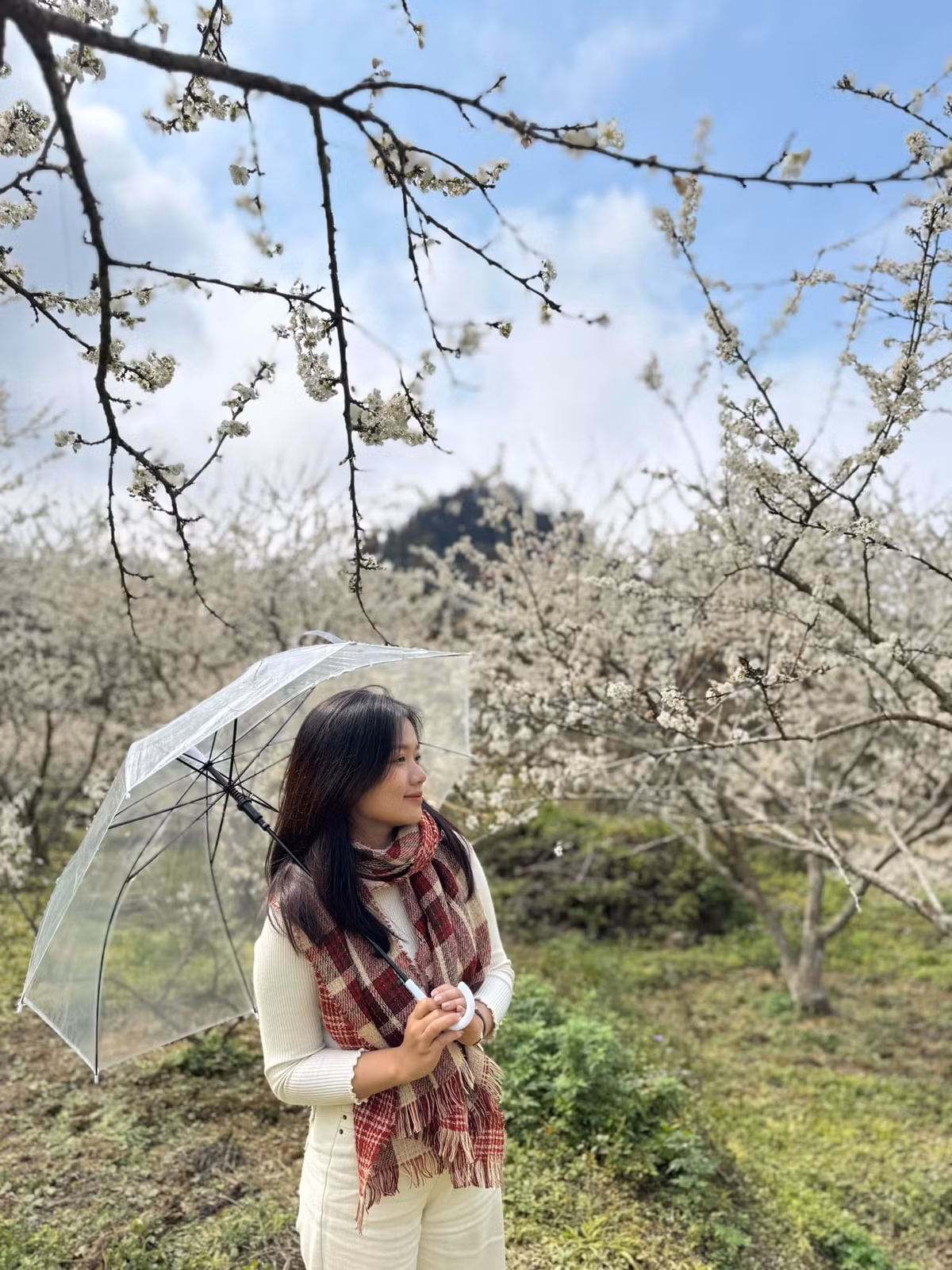 Chọn cao nguyên Bắc Hà là điểm đến du xuân, du khách có thể ghé các xã gần thị trấn để ngắm hoa mận như: Bản Phố, Na Hối, Thải Giàng Phố…, hoặc xa hơn một chút là xã Tả Van Chư, cách thị trấn 15 km. Ảnh Internet
