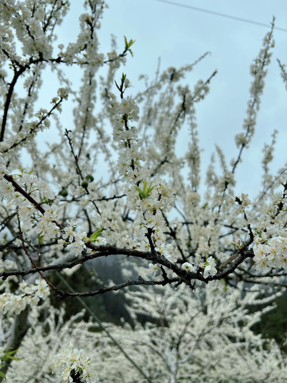 Những bông hoa nhỏ li ti, cánh mỏng manh với sắc trắng tinh khôi chen nhau nở rộ trên cành, tạo thành những tán cây trắng muốt tựa như đám mây vương trên triền đồi. Ảnh minh họa