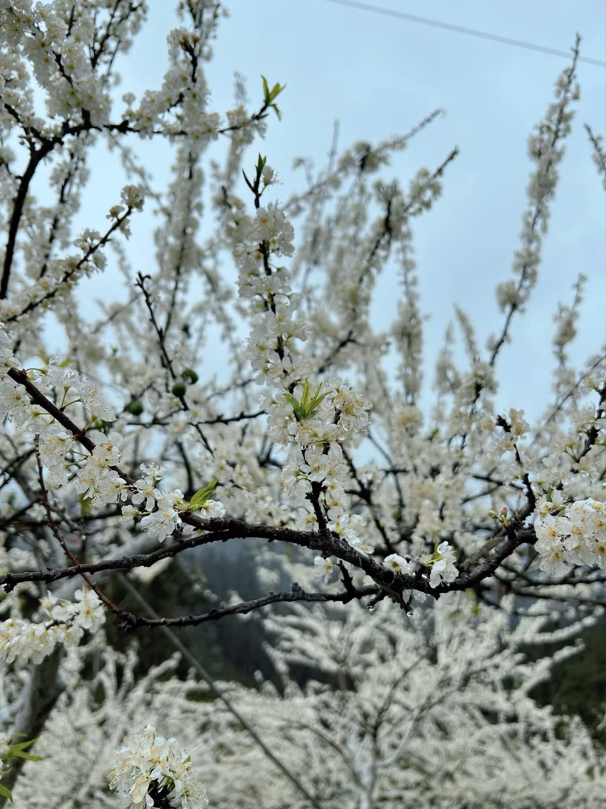 Những bông hoa nhỏ li ti, cánh mỏng manh với sắc trắng tinh khôi chen nhau nở rộ trên cành, tạo thành những tán cây trắng muốt tựa như đám mây vương trên triền đồi. Ảnh minh họa