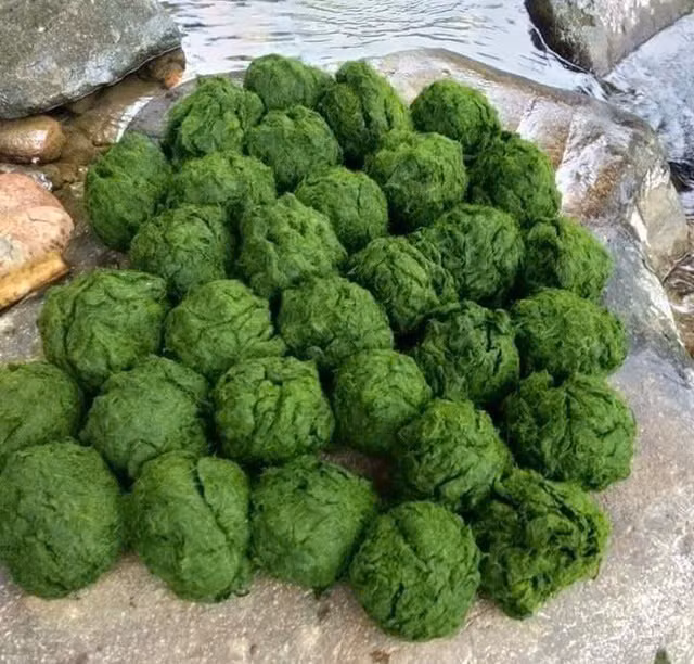 Khi đến Điện Biên, du khác đừng quên thưởng thức món rêu đá của người Thái. Món ăn này vừa độc đáo, vừa có tác dụng tốt cho sức khỏe như lưu thông khí huyết, giải độc và chống cao huyết áp. Rêu có thể chế biến thành nhiều món như rêu hấp, canh rêu, nộm rêu, nhưng rêu nướng là ngon nhất. Rêu non được trộn với gia vị như hạt mắc khén, tỏi, ớt, gừng, rồi gói trong lá chuối, lá dong và nướng trên thanh nẹp tre. Ảnh Internet