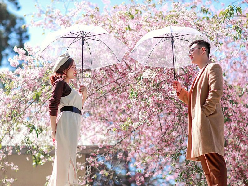  Đà Lạt: Thành phố ngàn hoa Đà Lạt là điểm du xuân lý tưởng với những vườn hoa nằm rải rác từ trung tâm thành phố đến vùng ngoại ô. Tâm điểm của mùa xuân Đà Lạt chính là mai anh đào. Ảnh Internet