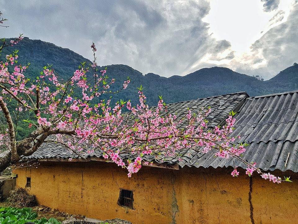  Mê mẩn Hà Giang: Bức tranh mùa xuân của Hà Giang rực rỡ sắc màu từ hoa lê, hoa mận trắng dịu dàng cho đến hoa cải vàng, cải trắng, cải tím hồng... hay hoa đào rực rỡ. Du khách có thể ngắm hoa dọc đường phượt khi đi qua những bản làng như thôn Lao Xa, dốc Chín Khoanh, con đường Hạnh Phúc, Quản Bạ, Đồng Văn, Mèo Vạc... Ảnh Internet