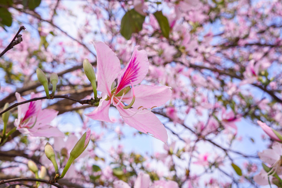  Điện Biên: Mùa xuân ở Điện Biên tinh khôi với sắc trắng phơn phớt chút tím, hồng của hoa ban. Nếu đến với Điện Biên dịp Tết, du khách có thể kịp ngắm nhìn hoa ban nở sớm. Ảnh minh họa