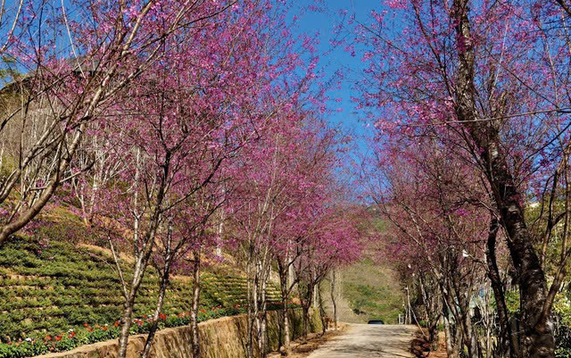  Yên Bái: Sắc Tớ dày (đào rừng) hồng rực cả trời. Ảnh Internet