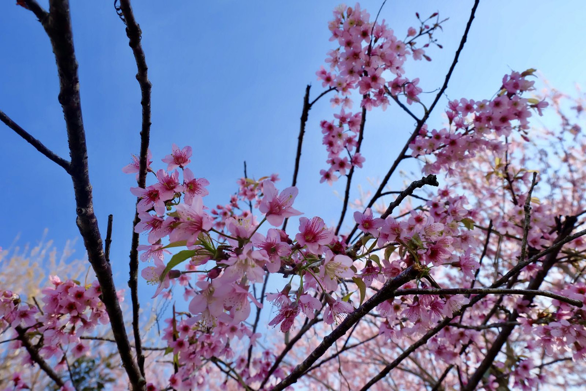  Lai Châu: Hoa đào tươi thắm, hoa mận trắng tinh khôi, hoa địa lan xanh biếc,... đua nhau khoe sắc ở khắp các bản làng vùng cao. Hoa đỗ quyên nở rộ, đủ màu sắc làm bừng sáng các đỉnh núi cao nơi đây. Ảnh Internet
