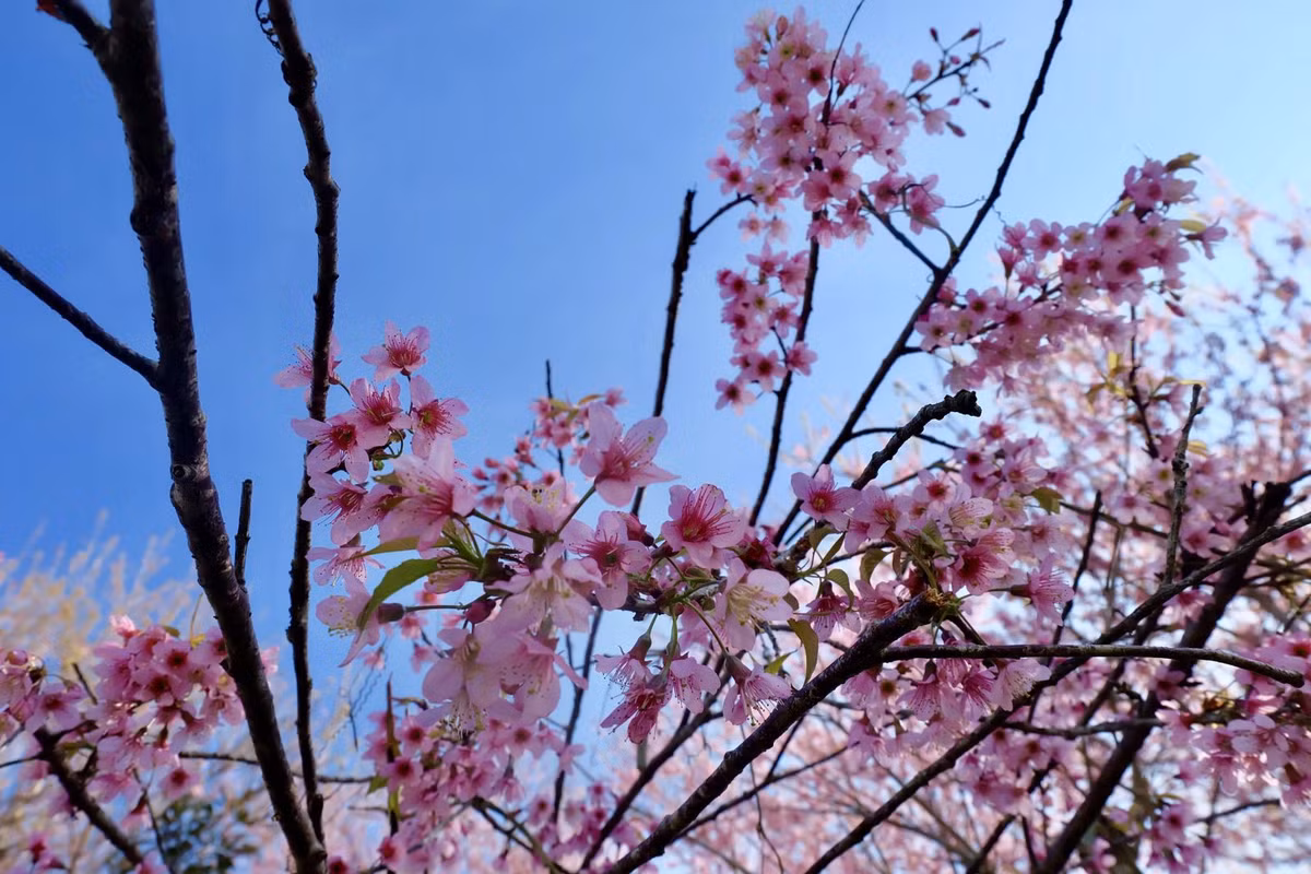  Lai Châu: Hoa đào tươi thắm, hoa mận trắng tinh khôi, hoa địa lan xanh biếc,... đua nhau khoe sắc ở khắp các bản làng vùng cao. Hoa đỗ quyên nở rộ, đủ màu sắc làm bừng sáng các đỉnh núi cao nơi đây. Ảnh Internet