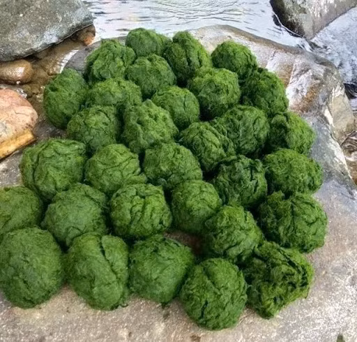  Rêu đá nướng cũng là món ngon hấp dẫn. Người dân nơi đây đi lấy rêu mọc trên đá, sau đó mang về làm sạch, tẩm ướt gia vị rồi bọc bằng lá dong đem nướng như nướng khoai lang. Rêu đá nướng là món ăn quen thuộc hàng ngày của người dân nơi đây. Khi ăn có vị hơi béo và bùi, ăn cùng cơm rất hấp dẫn với hương vị đặc biệt. Ảnh Internet