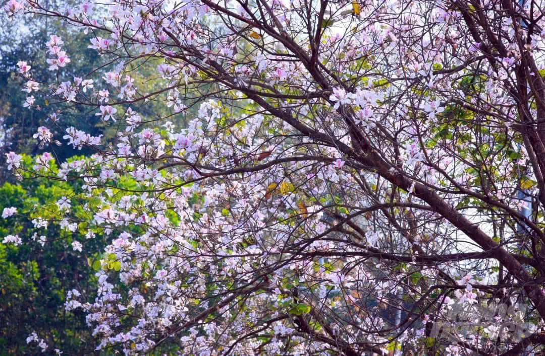 Hoa ban có năm cánh mềm mại, nở xòe tựa cánh bướm, mang sắc trắng tinh khôi hoặc hồng phớt nhẹ. Những cánh hoa mỏng manh nhưng đầy sức sống, bung nở rực rỡ trên nền trời xanh Tây Bắc. Ảnh Internet