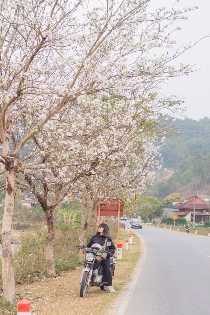 Cung đường từ huyện Mường Chà sang huyện Mường Nhé là một trong những điểm ngắm hoa ban đẹp nhất Điện Biên. Hai bên đường là những hàng cây ban nở trắng xóa, ôm trọn từng khúc cua mềm mại. Hoa ban ở đây mang nét đẹp hoang sơ, nguyên bản nhất. Các rừng ban trắng bạt ngàn trải dài, có nơi trút hết lá, chỉ còn lại những chùm hoa lung linh trong nắng, tạo nên một bức tranh thiên nhiên tuyệt đẹp. Ảnh Internet