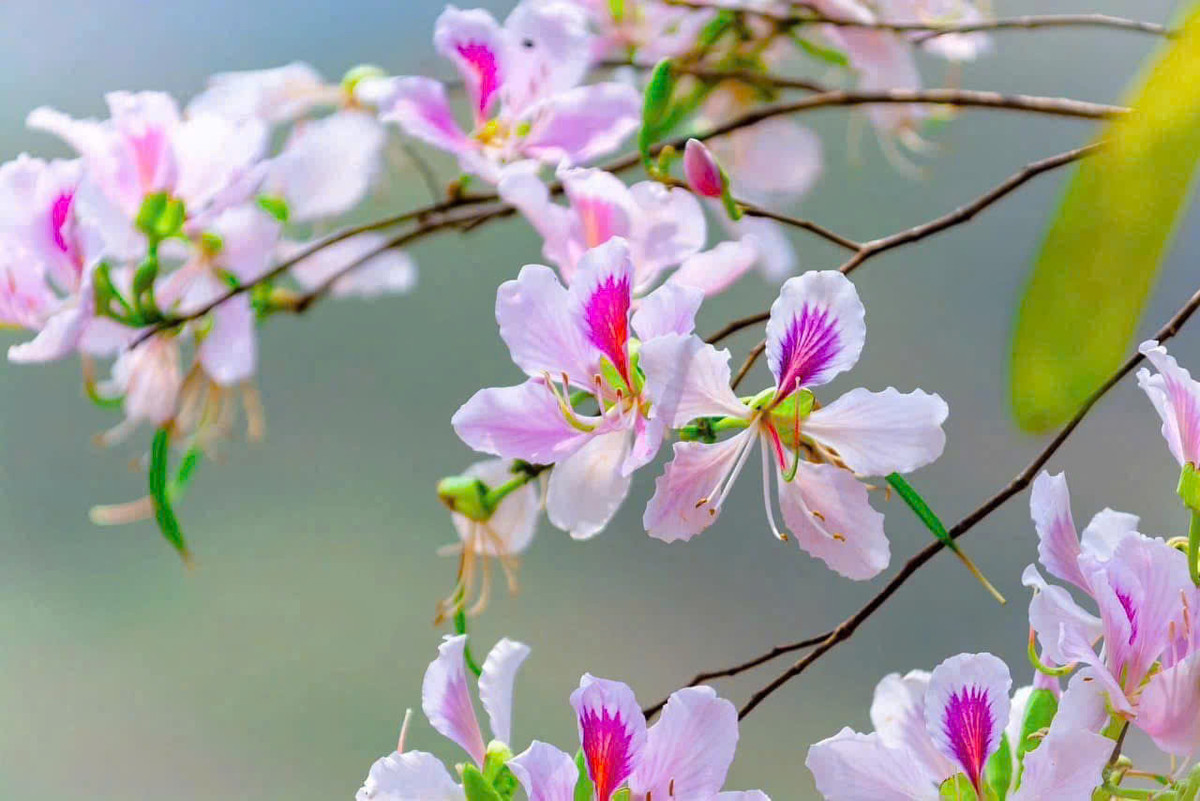 Nếu du khách đang lên kế hoạch cho chuyến du lịch Điện Biên vào mùa hoa ban nở, đừng bỏ qua những điểm check-in đẹp nhất dưới đây. Ảnh Internet