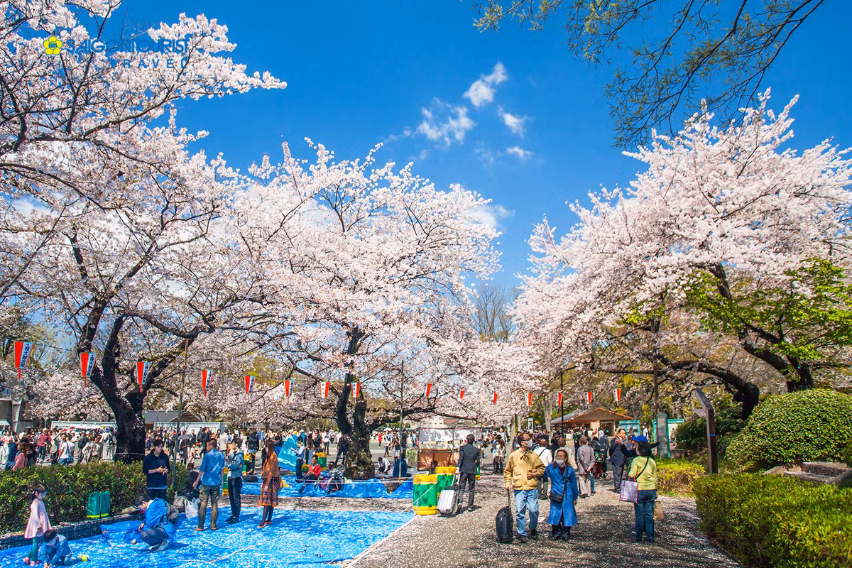 Vietourist, Vietravel, Saigontourist “so gang” tour ngam hoa anh dao