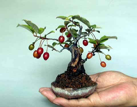 Chậu quả nhót bonsai mini độc đáo.