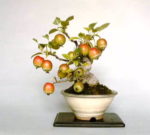 Giống lựu cảnh hiện cũng được bán nhiều với giá từ 20.000 - 30.000 đồng/hạt giống.