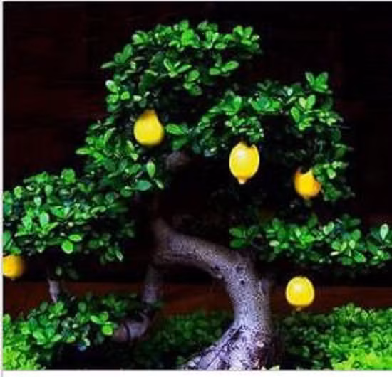 Chanh vàng bonsai. Nguồn ảnh: Pinterest, Dân Việt, TrekNature.