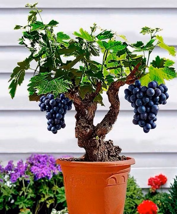 Các loại nho cũng có thể trồng thành chậu bonsai tuyệt đẹp.