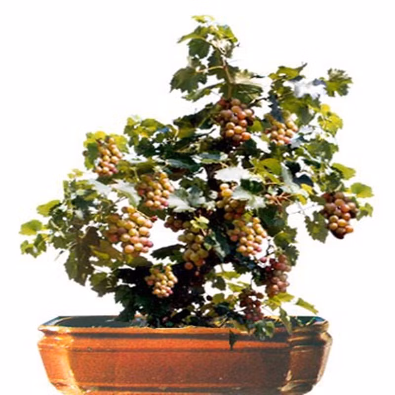 Chậu bonsai nho được tạo dáng lạ mắt.