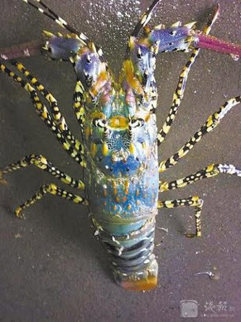 Ông Li Junfang ở Ninh Ba, phía đông tỉnh Chiết Giang đã bắt được con tôm hùm quý đầu tháng 8/2015. Loài tôm này có giá khá đắt khoảng 109-125 USD/kg.