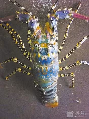 Ông Li Junfang ở Ninh Ba, phía đông tỉnh Chiết Giang đã bắt được con tôm hùm quý đầu tháng 8/2015. Loài tôm này có giá khá đắt khoảng 109-125 USD/kg.