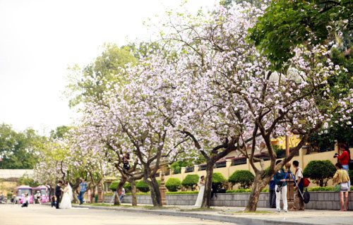 Vẻ đẹp xiêu lòng của loài hoa này khiến giới trẻ không thể làm ngơ... Ảnh: Dulich9.