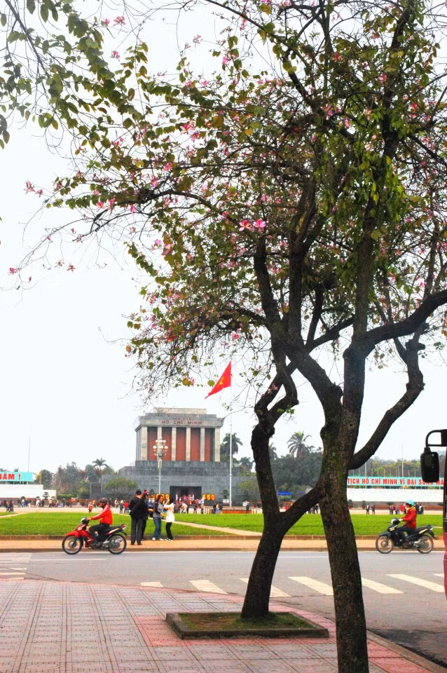 Nếu không có điều kiện để lên Tây Bắc hay đến Đà Lạt ngắm vẻ nguyên sơ tuyệt mỹ của loài hoa này, bạn có thể lượn quanh Hà Nội chiêm ngưỡng, chụp ảnh với hoa ban trong những ngày tháng 2 và tháng 3. Ảnh: Dulich9.