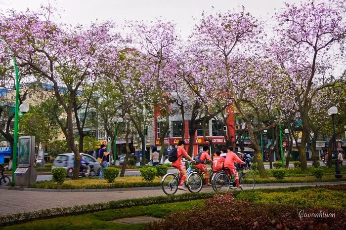 Những ngày đầu xuân, sắc ban trắng pha tím lại phủ kín trên một số tuyến phố như: Hoàng Diệu, Bắc Sơn, Thanh Niên... Ảnh: Dulich9.